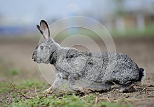 Rabbit runs