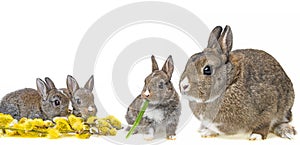 RabbitÂ´s familly