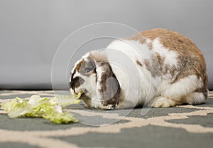 Rabbit Says Crunch