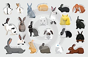 Rabbit Set Various Kind Identify Cartoon Vector
