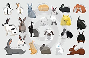 Rabbit Set Various Kind Identify Cartoon Vector photo