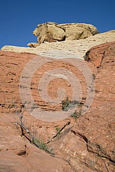 Rabbit Shaped Rock