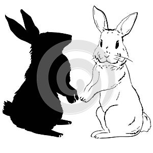 Rabbit silhouette - vector illustration