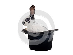Rabbit sits in a black hat on a white