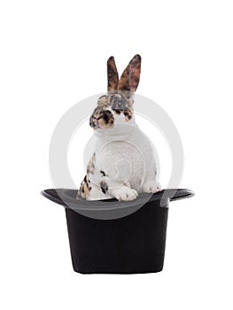 Rabbit sits in a black hat on a white
