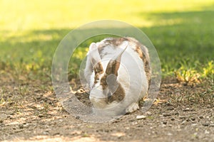 Rabbit sits on green grass.