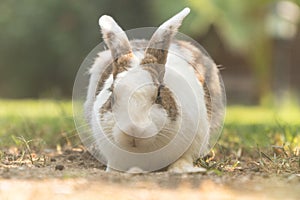 Rabbit sits on green grass.