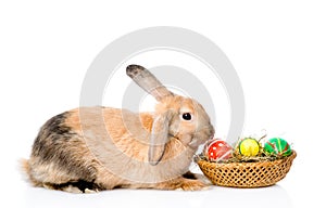 Rabbit sitting with basket easter eggs. isolated on white