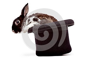 Rabbit sitting in a black hat