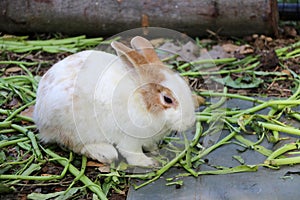 Rabbit sitting on the floor with morning glory, which is its food.