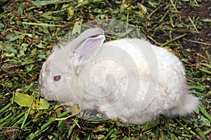 Rabbit sitting on the floor with morning glory, which is its food.