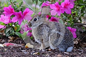 a rabbit that is sitting next to some flowers on the ground