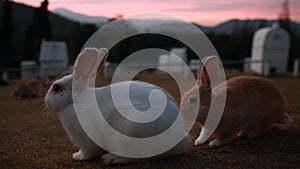 Rabbit sitting on sunset time