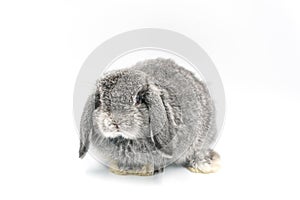 Rabbit sleep on ground, bunny pet