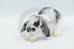 Rabbit sleep on ground, bunny pet