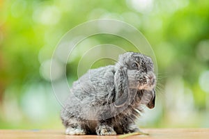 Rabbit sleep on ground, bunny pet
