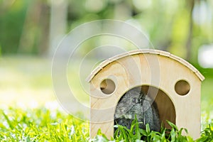 Rabbit sleep on ground, bunny pet