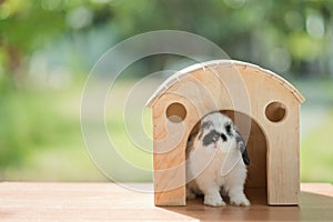 Rabbit sleep on ground, bunny pet