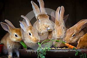 Rabbit and small rabbits