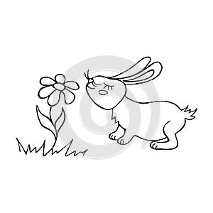 Rabbit sniffs a flower drawn black line. A hare is a wild animal.