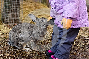 Rabbit sniffs kid`s gloves