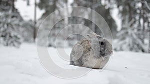 Rabbit in the snow. Easter bunny in the winter forest.