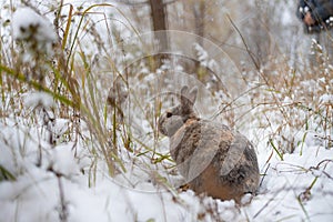 Rabbit in the snow. Easter bunny in the winter forest.