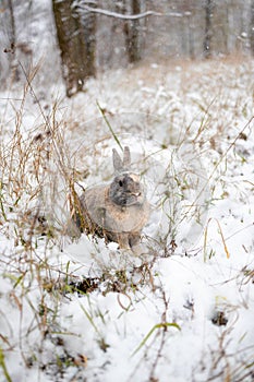 Rabbit in the snow. Easter bunny in the winter forest.