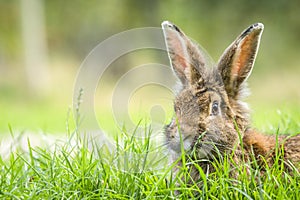Rabbit in the spring hiding