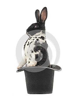 rabbit is standing in a black hat isolated on a white