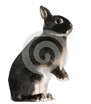 Rabbit standing on hind legs