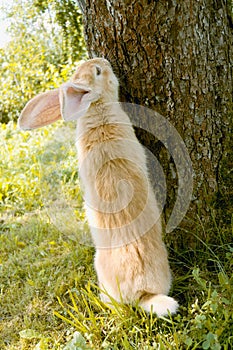 Rabbit Standing on Hind Legs near Tree