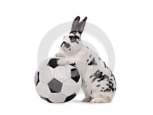 rabbit stands near a soccer ball isolated on a white