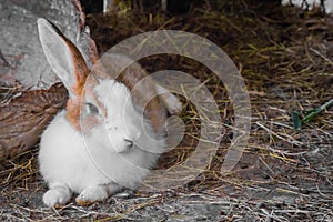 Rabbit on the straw.