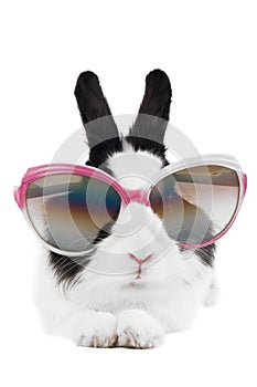 Rabbit in Sunglasses isolated