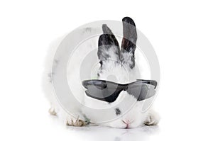 Rabbit in Sunglasses isolated