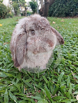 rabbit with a suspicious expression