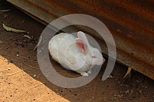 Rabbit taking Rest under sheds
