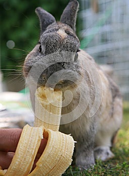 Rabbit teasting banana