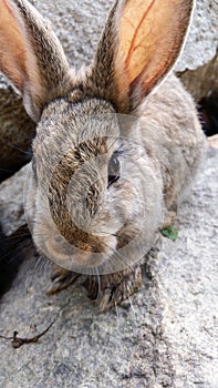 Rabbit terrestrial animal