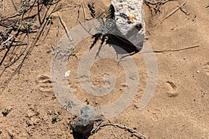 Rabbit tracks in sand, New Mexico desert Sevilleta National Wildlife Refuge