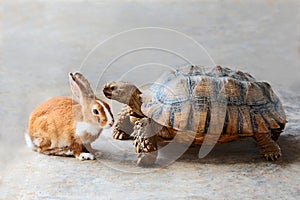 Rabbit and turtle.