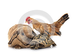 rabbit, turtle and chicken