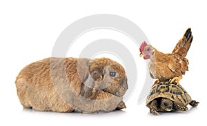 rabbit, turtle and chicken