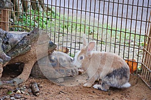 rabbit and turtle