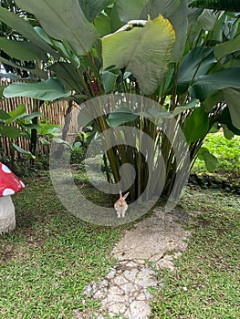 rabbit under the leaves