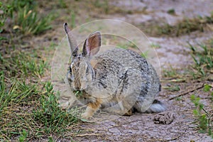 Rabbit ventures out of its burrough