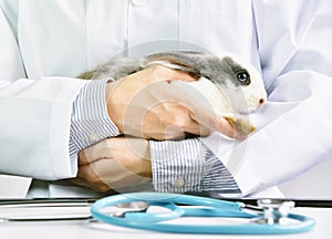 Rabbit and veterinarian doctor at work in vet clini