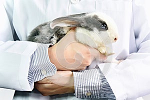 Rabbit and veterinarian doctor at work in vet clini