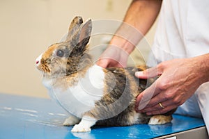 Rabbit at the veterinarian